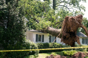 Emergency Tree Removal Services in Wilmington - Call 252-512-5780 24/7