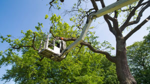 Tree Trimming Services in Wilmington, North Carolina - 252-512-5780