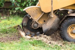 Stump Grinding and Stump Removal in Wilmington - Wilmington Stump Grinding